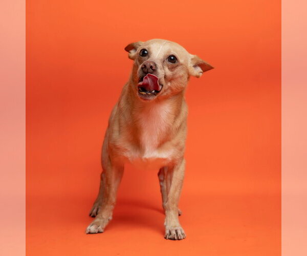 Medium Photo #1 Chihuahua Puppy For Sale in Rowlett, TX, USA