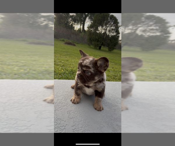 Medium Photo #1 French Bulldog Puppy For Sale in MASCOTTE, FL, USA