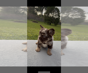 French Bulldog Puppy for sale in MASCOTTE, FL, USA