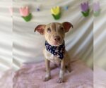 Small #6 Mutt