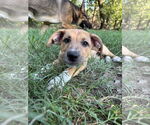 Small #5 Shepradors