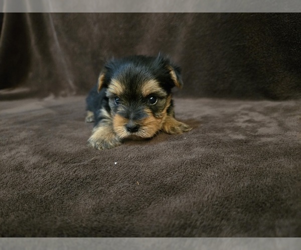 Medium Photo #6 Yorkshire Terrier Puppy For Sale in CARLYLE, IL, USA