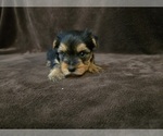 Small #5 Yorkshire Terrier
