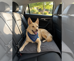 Small #7 Siberian Husky Mix