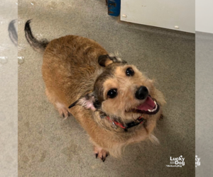 Mutt Dogs for adoption in Washington, DC, USA