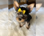 Small Photo #2 Yorkshire Terrier Puppy For Sale in SHAFER, MN, USA