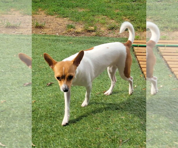 Medium Photo #11 Rat Terrier-Unknown Mix Puppy For Sale in Westminster, MD, USA