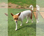 Small #10 Rat Terrier Mix