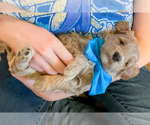 Medium Photo #5 Goldendoodle (Miniature) Puppy For Sale in ROY, UT, USA