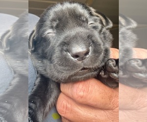 Labrador Retriever Puppy for sale in OSYKA, MS, USA