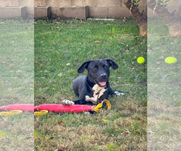 Medium Photo #4 Labrador Retriever-Unknown Mix Puppy For Sale in San Diego, CA, USA
