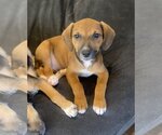 Small Photo #14 Boxer-Unknown Mix Puppy For Sale in McKinney, TX, USA