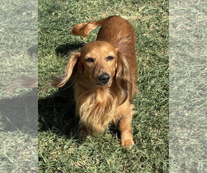 Annabelle - Female Dachshund Dog for Adoption - Photo #3