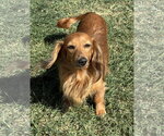 Small Photo #3 Dachshund Puppy For Sale in Hesperia, CA, USA