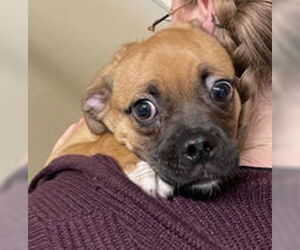 Pug Dogs for adoption in Salinas, CA, USA