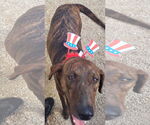 Small #8 German Shorthaired Pointer-Treeing Walker Coonhound Mix