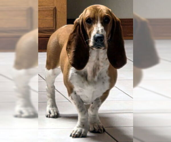 Medium Photo #3 Basset Hound Puppy For Sale in Deepwater, NJ, USA
