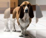 Small #2 Basset Hound