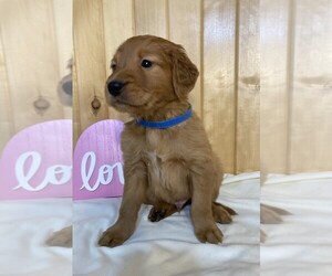 Golden Retriever Puppy for sale in DALLAS, WI, USA