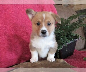 Pembroke Welsh Corgi Puppy for sale in NORWOOD, MO, USA