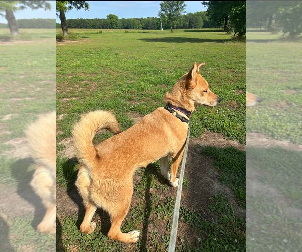Medium Photo #4 Mutt Puppy For Sale in Holly Springs, NC, USA