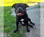 Small #2 American Pit Bull Terrier Mix
