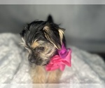 Small #13 Morkie