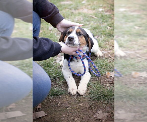 Medium Photo #1 Mutt Puppy For Sale in Belleville, IL, USA