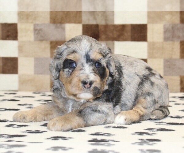 Medium Photo #2 Bernedoodle (Miniature) Puppy For Sale in DENVER, PA, USA