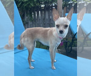 Chihuahua Dogs for adoption in Mundelein, IL, USA