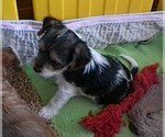 Puppy 2 Yorkshire Terrier