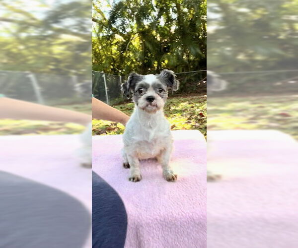 Medium Photo #6 Shih Tzu Puppy For Sale in Weston, FL, USA