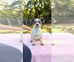 Small #5 Shih Tzu