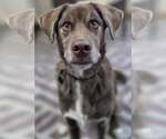 Small Australian Shepherd-Chocolate Labrador retriever Mix