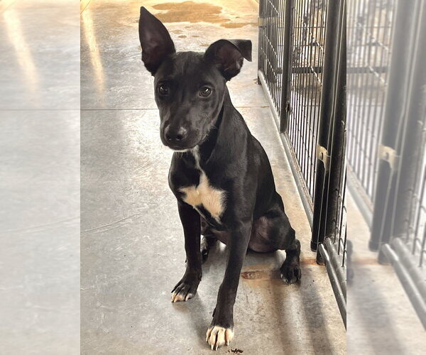 Medium Photo #2 Mutt Puppy For Sale in Bolivar, MO, USA