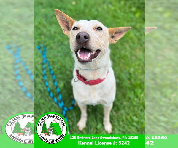 Medium Photo #1 Red Heeler-Unknown Mix Puppy For Sale in Stroudsburg, PA, USA