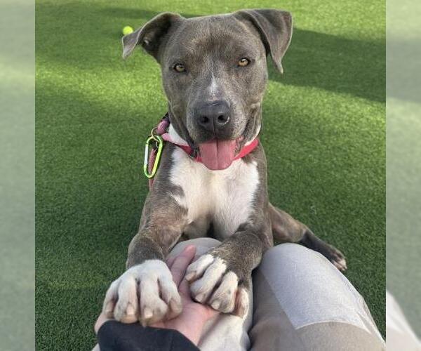 Medium Photo #1 Mutt Puppy For Sale in Camarillo, CA, USA