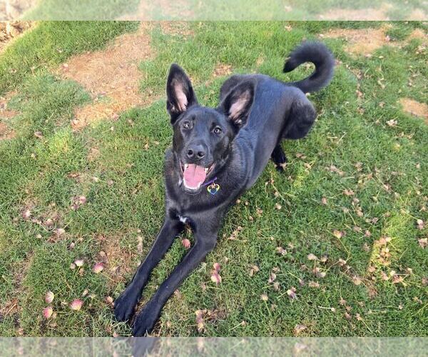 Medium Photo #3 Labrador Retriever-Unknown Mix Puppy For Sale in Clovis, CA, USA