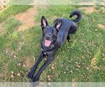 Small #2 Labrador Retriever Mix
