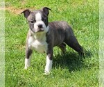 Small Photo #1 Boston Terrier Puppy For Sale in FREDERICKSBG, OH, USA