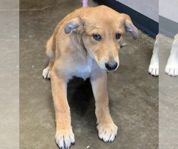 Medium Photo #1 Mutt Puppy For Sale in Rockwall, TX, USA