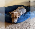 Small #8 Labrador Retriever Mix