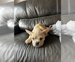 Small Photo #6 French Bulldog Puppy For Sale in NISKAYUNA, NY, USA