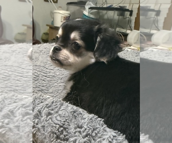 Medium Photo #3 ShiChi Puppy For Sale in FORTSON, GA, USA