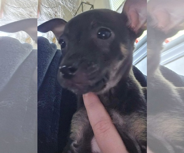 Medium Photo #1 Chihuahua Puppy For Sale in Kannapolis, NC, USA
