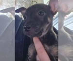 Small Chihuahua