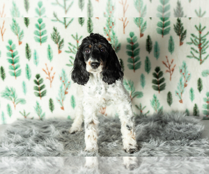 Cock-A-Poo Puppy for sale in MILLERSBURG, IN, USA