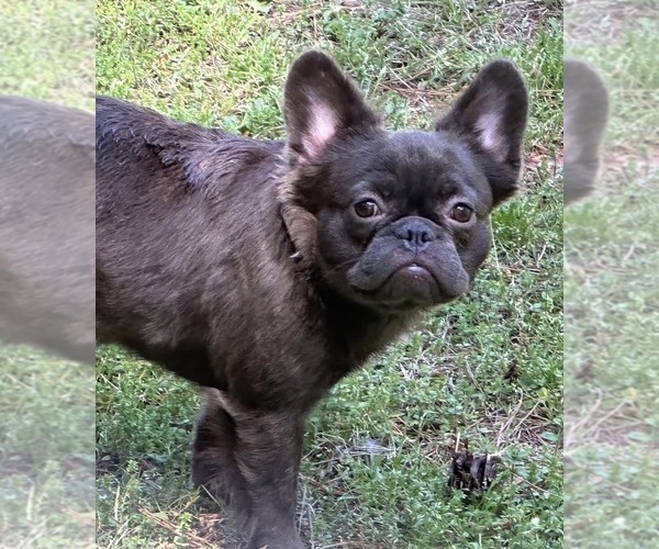 Medium Photo #1 French Bulldog Puppy For Sale in PORTSMOUTH, VA, USA