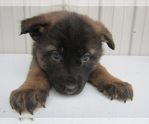 Akita Puppy for sale in BLOOMINGTON, IN, USA