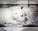 Puppy 6 English Cream Golden Retriever